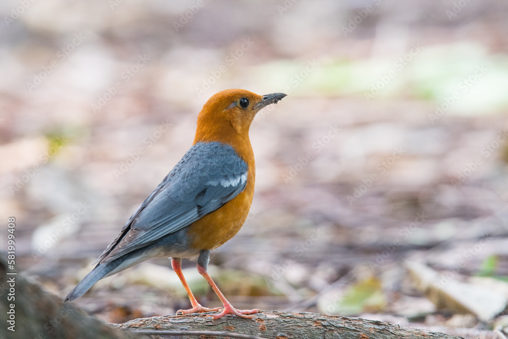 Orange-headed Thrush in our garden. Orange-headed Thrush in our garden.