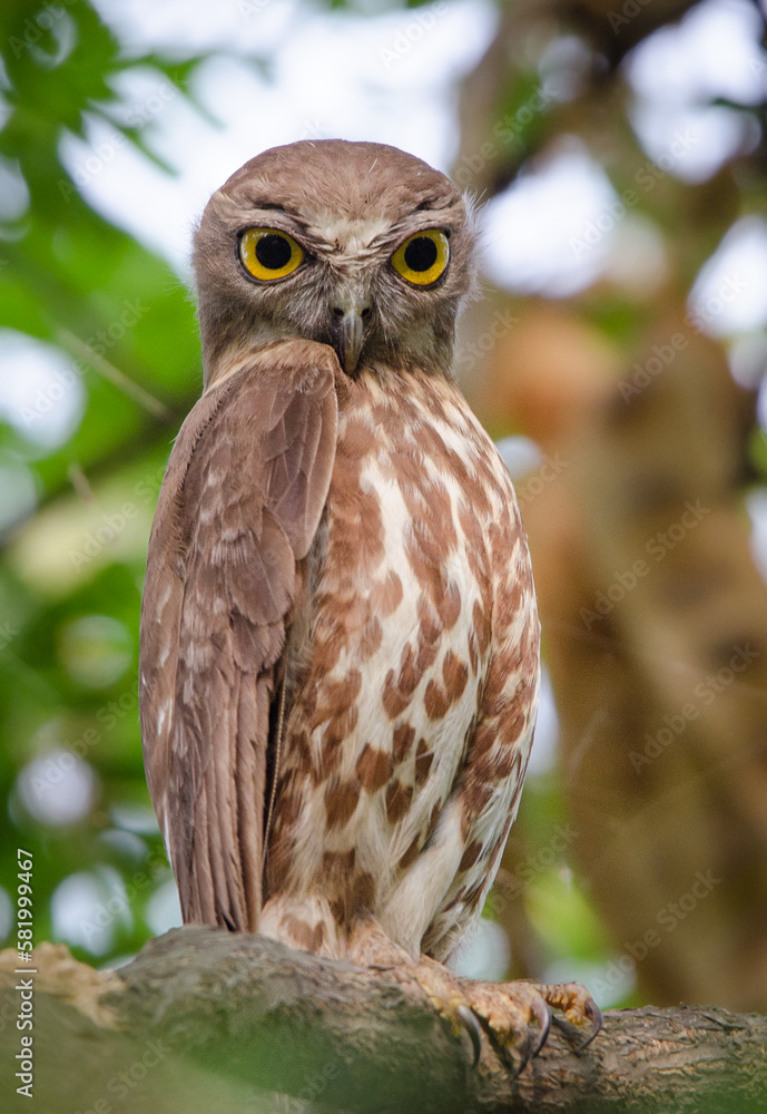 Brown Boobook or Brown Hawk owl on a branch. Brown Boobook or Brown Hawk owl on a branch.