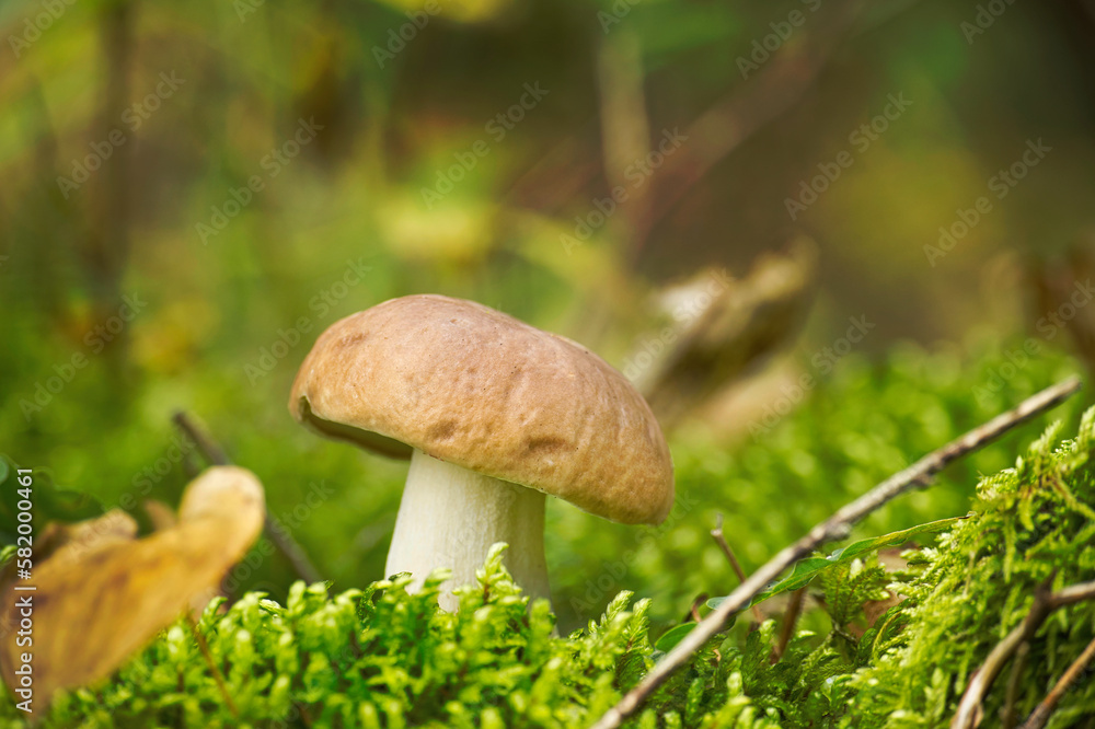Cep or Boletus Mushroom growing on lush green moss