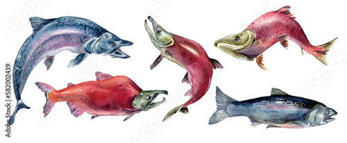 Set of sockeye salmon, coho, chum watercolor illustration isolated on white background. photo
