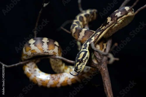 Papuan & Coastal Carpet Python (Morelia spilota)