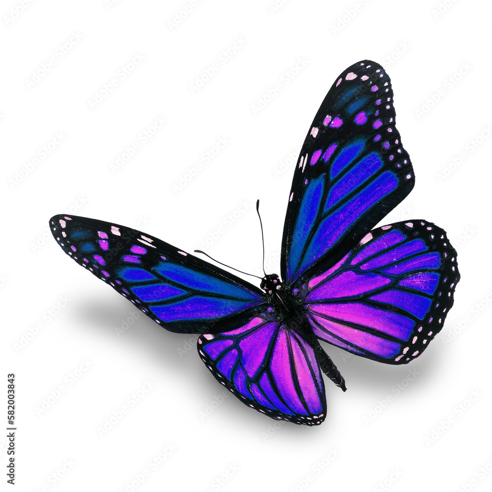 Obraz premium blue monarch butterfly