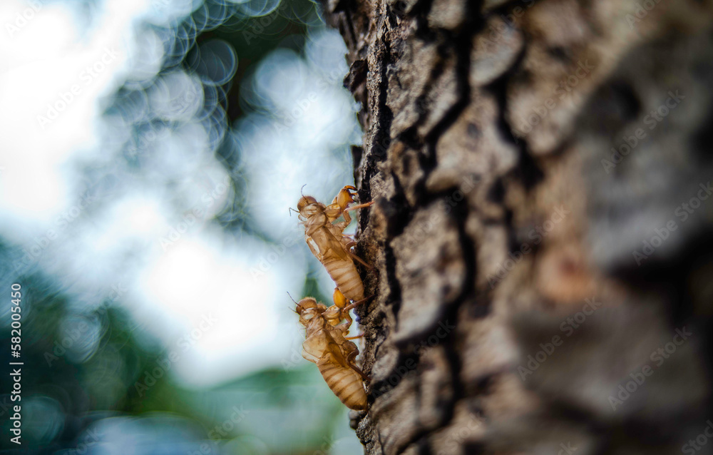 Adult cicadas will molt and leave stains on the trees. Adult cicadas will molt and leave stains on the trees.