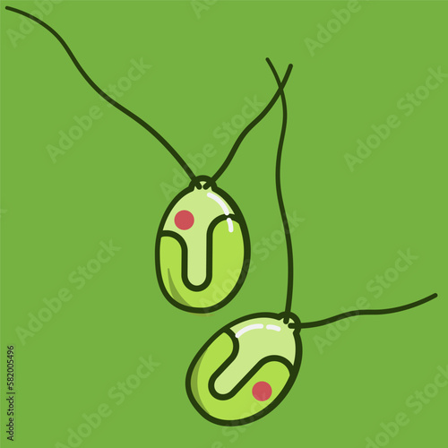 Chlamydomonas is a genus of green microalgae consisting of about 150 species of unicellular flagellates, found in stagnant water and on damp soil, in freshwater, seawater, and even in snow as "snow al
