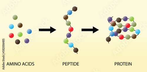 illustration of chemistry, Scientific Designing of Biochemical Structure of Amino acids, Peptides And Proteins Molecular Model, Scientific biological model DNA and RNA transcription and translation