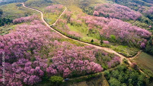 Aerial view of pink cherry blossom on the hill or Wild Himalayan Cherry flower field on Phu Lom Lo mountain during January or February in area of Phitsanulok and Loei Province, Thailand. © zephyr_p