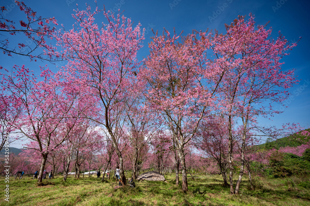 Pink cherry blossom field or Wild Himalayan Cherry flower, known as Nang Phaya Sua Krong in Thai on Phu Lom Lo mountain during January or February in area of Phitsanulok and Loei Province, Thailand. Pink cherry blossom field or Wild Himalayan Cherry flower, known as Nang Phaya Sua Krong in Thai on Phu Lom Lo mountain during January or February in area of Phitsanulok and Loei Province, Thailand.