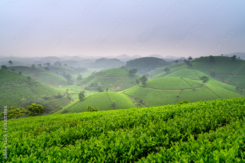 Long Coc tea hill, Phu Tho province, Vietnam in an morning. Long Coc is considered one of the most beautiful tea hills in Vietnam, with hundreds and thousands of small hills