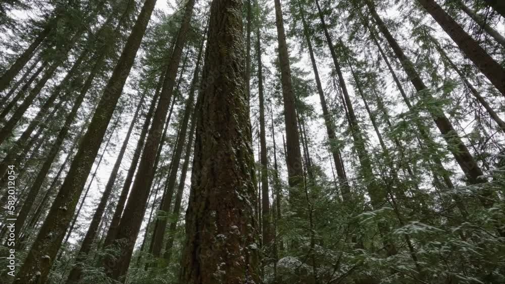 Fresh Green Trees covered with snow in the Forest. North Vancouver, British Columbia, Canada. Winter Season. Looking up Fresh Green Trees covered with snow in the Forest. North Vancouver, British Columbia, Canada. Winter Season. Looking up
