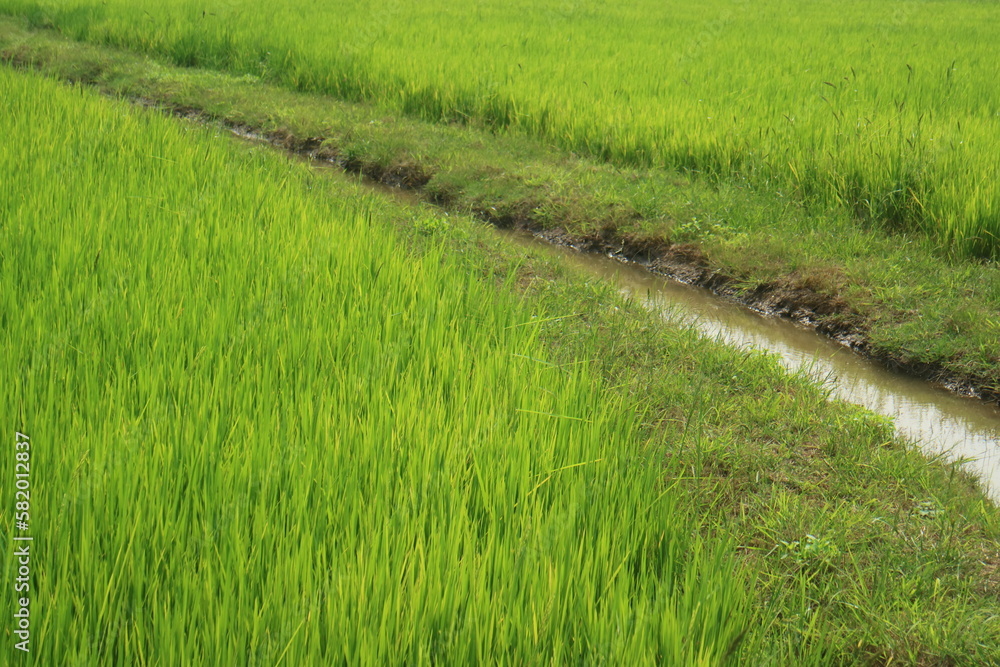 waterways in the green field waterways in the green field