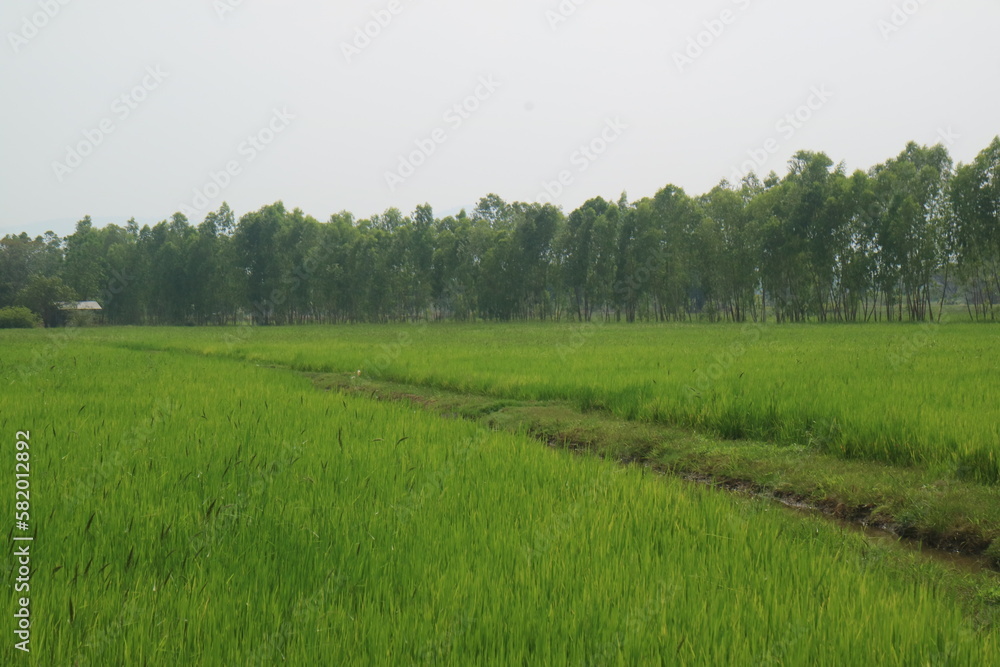 Waterway in the field