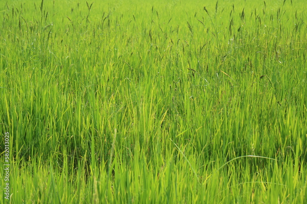 Fototapeta premium natural green background 