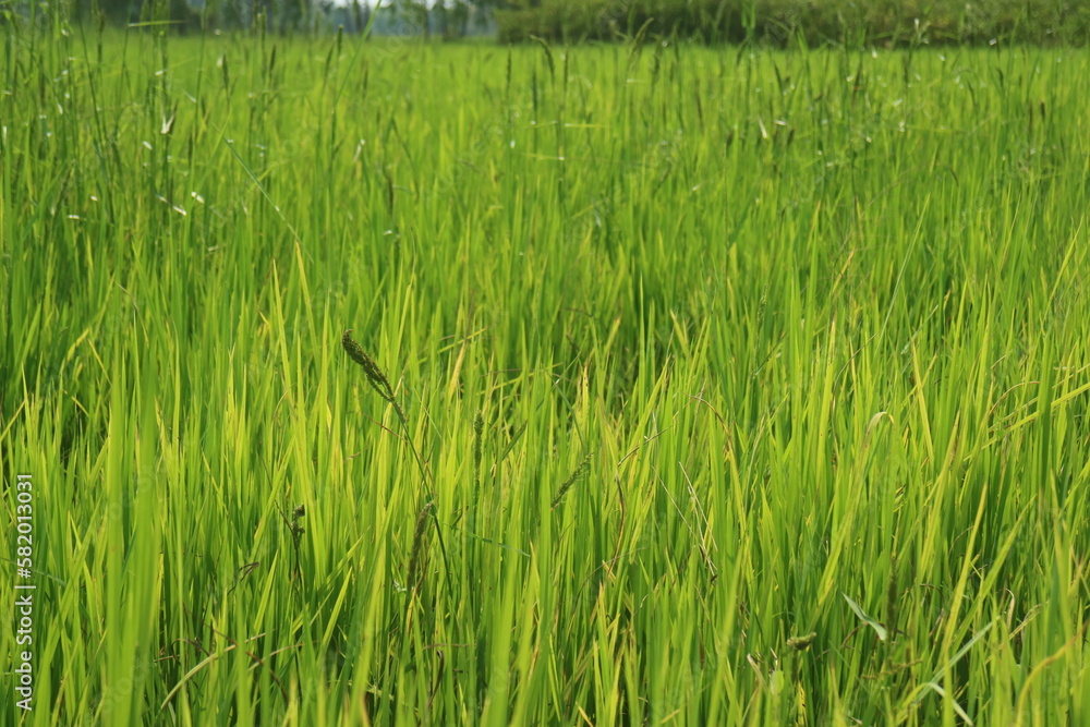 Obraz premium green rice field 