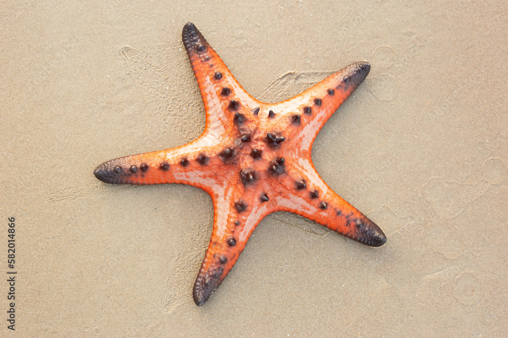 starfish shell on the sandy beach summer tropical concept. Beautiful of wildlife. starfish shell on the sandy beach summer tropical concept. Beautiful of wildlife.