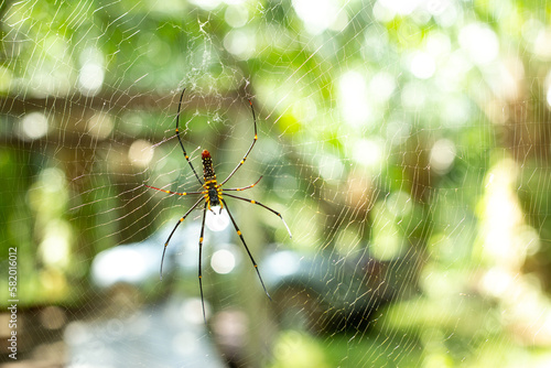 Close up of spider. Orb Web spider in asian garden.