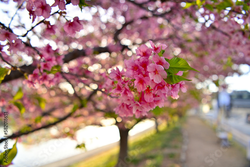 乙川河津桜