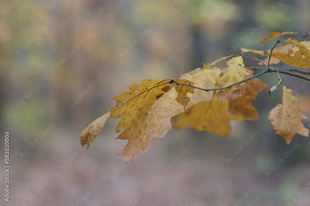 Oak tree branch in autumn. Oak tree branch in autumn.