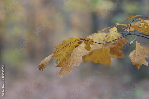 Oak tree branch in autumn.