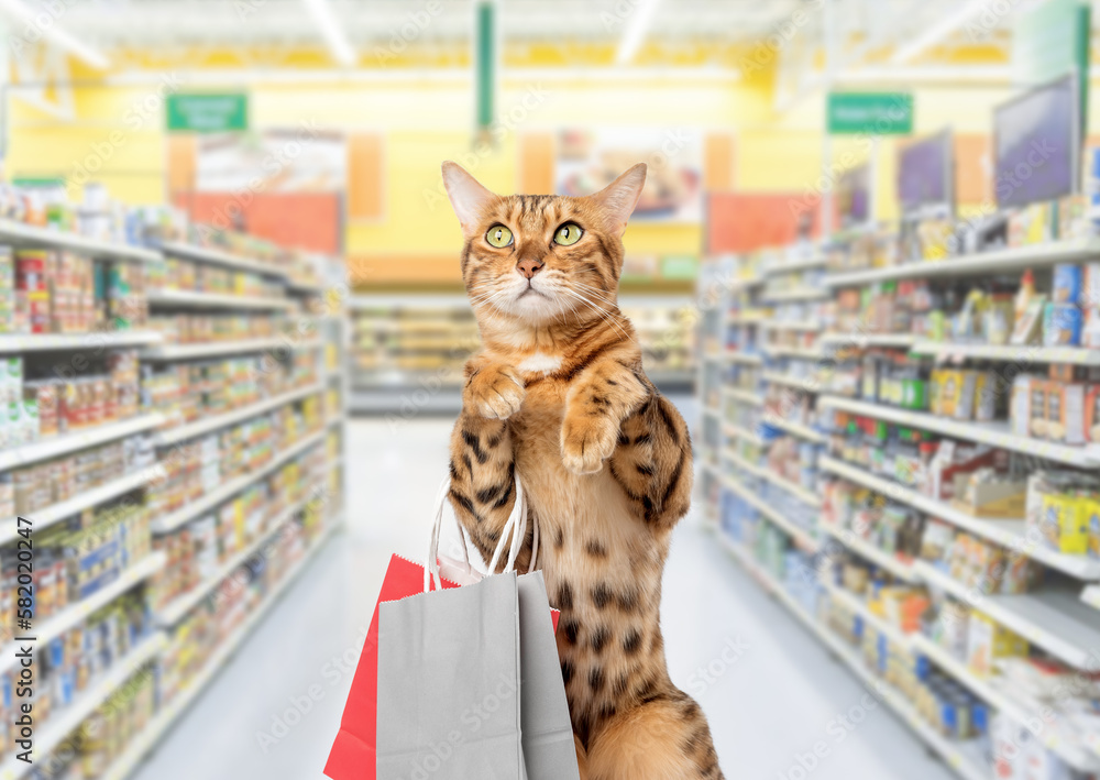 Cats shop grocery shopping