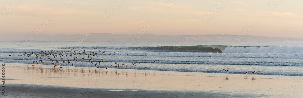Birds and Waves