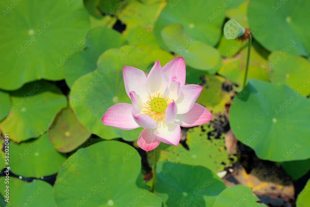 Pink Lotus flower. Beautiful petals
Pink Lotus flower. Beautiful petals