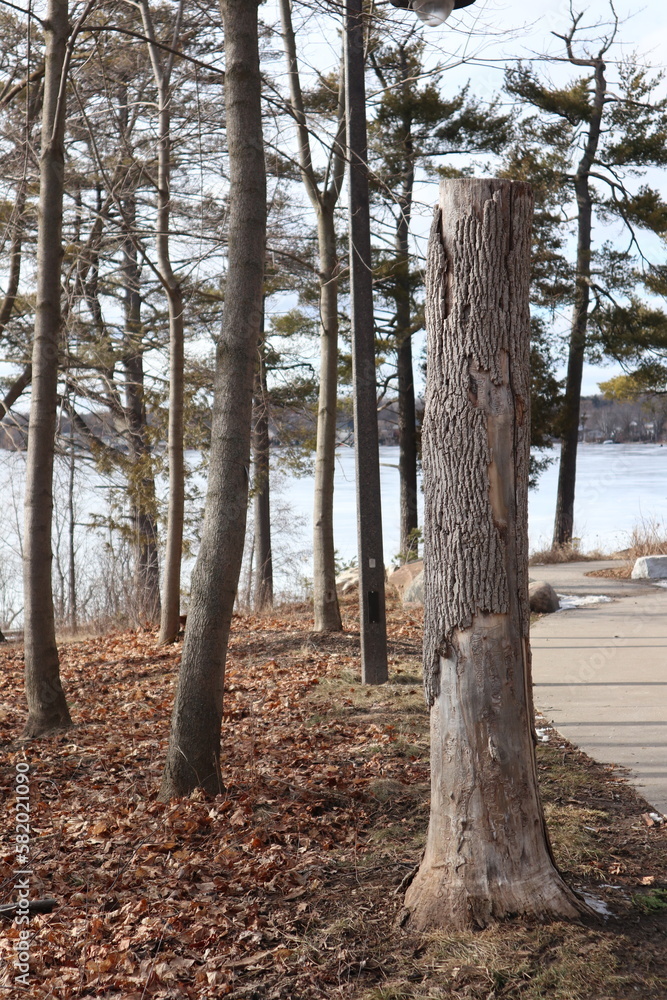 Obraz premium trees in the forest