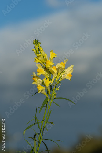 Yellow toadflax (Linaria vulgaris) blooms in the wild. photo