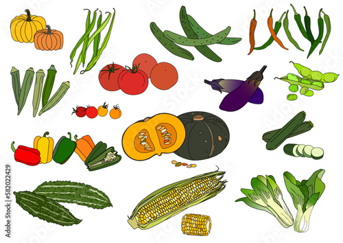 夏野菜のイラストセット カボチャ トウモロコシ トマト なす ゴーヤ ズッキーニ  15種 バリエーション