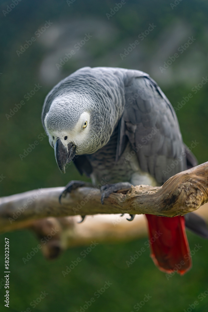 Obraz premium Pajaros Loros