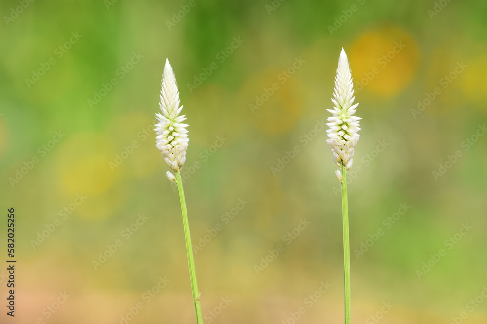 Fototapeta premium close up of wheat