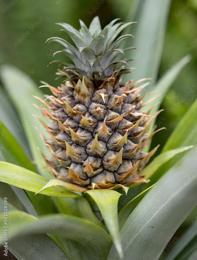 growing pineapple on a bush growing pineapple on a bush
