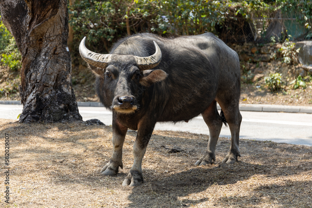 The water buffalo is a large bovid originating in the Indian subcontinent and Southeast Asia. The water buffalo is a large bovid originating in the Indian subcontinent and Southeast Asia.