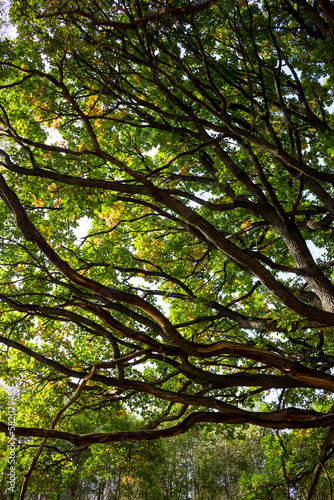 Spreading crown of an old branched oak vertically