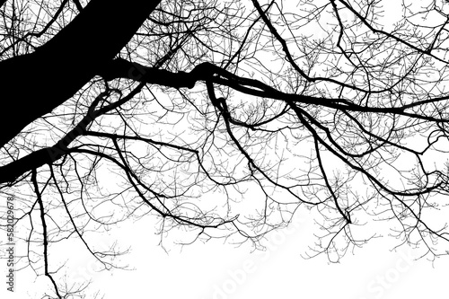 Kahler Baum mit Ästen im Winter, Silhuette in Schwarz vor weißen Hintergrund photo