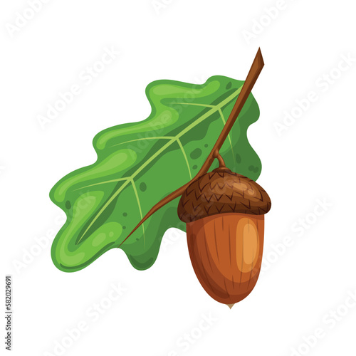 acorn oak leaf cartoon vector illustration