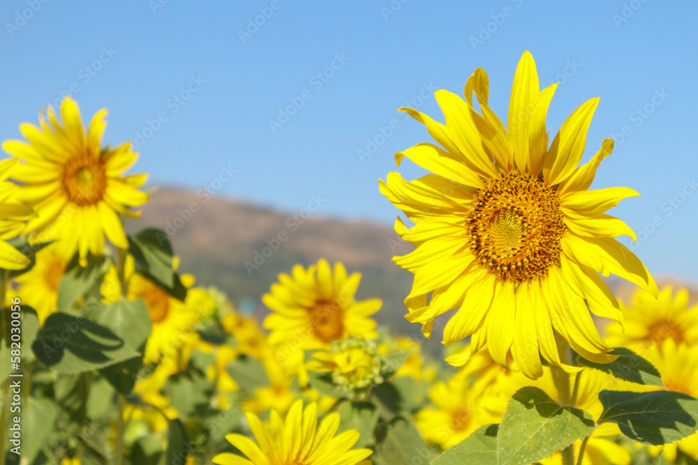 Yellow Sunflower blooming field natural background