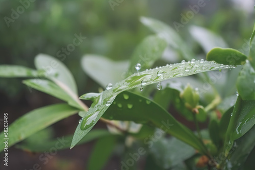 Beautiful plants with dew drops in nature on rainy morning in garden, selective focus. Image in green tones. Spring summer natural background