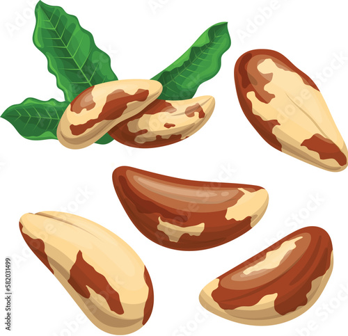 brazil nut food set cartoon vector illustration