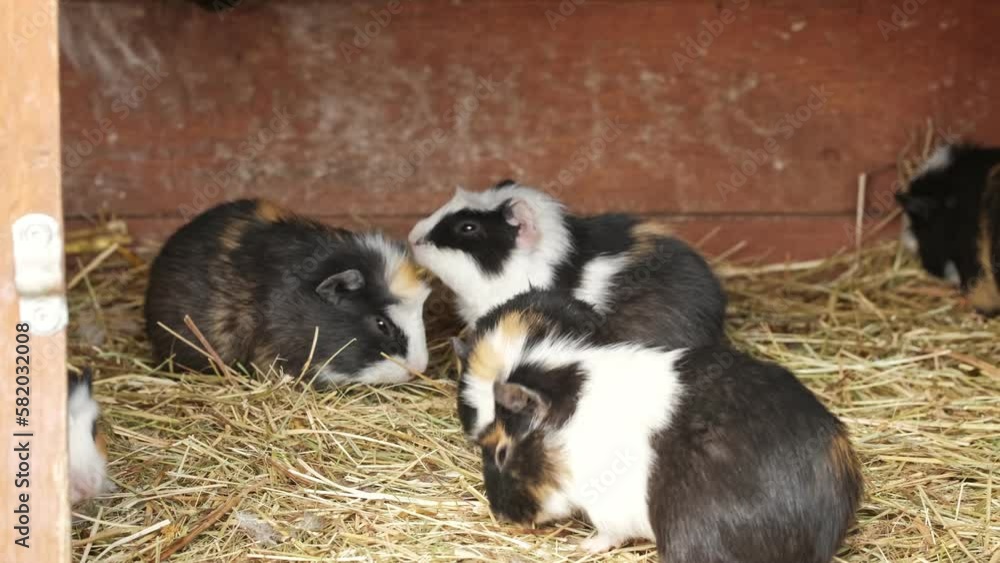 Cute Long Hair Guinea Pig Hamsters Breeding Farm Cute Long Hair Guinea Pig Hamsters Breeding Farm