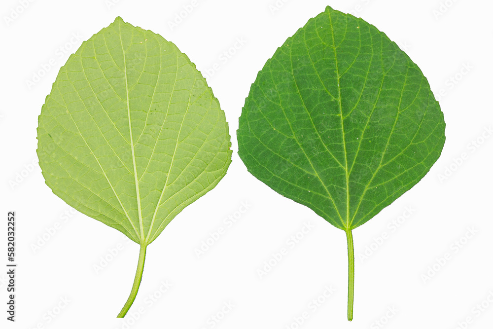 Indian acalypha leaves or Indian nettle front and back isolate Indian acalypha leaves or Indian nettle front and back isolate