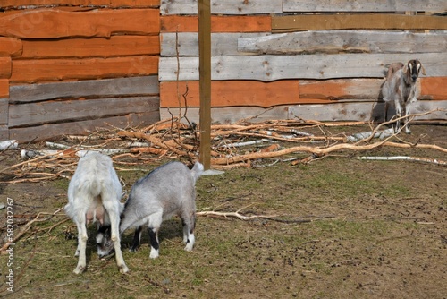 goats in a farm