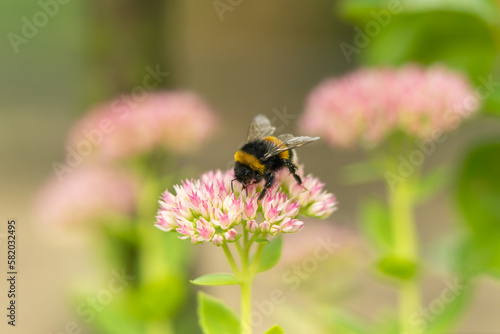 Bumblebee gathering nectar, pollen from Sedum flowers. Sedum flowers bloom in nature spring summer time © caiquame