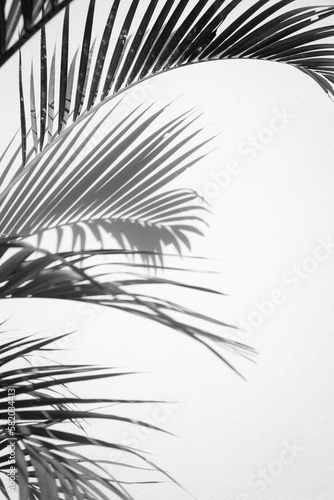 Palm tree shadows on white wall 