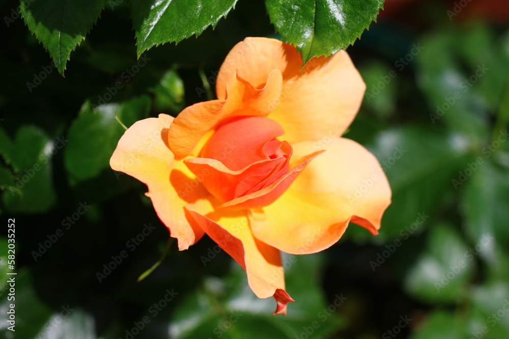 róża rose róża rose