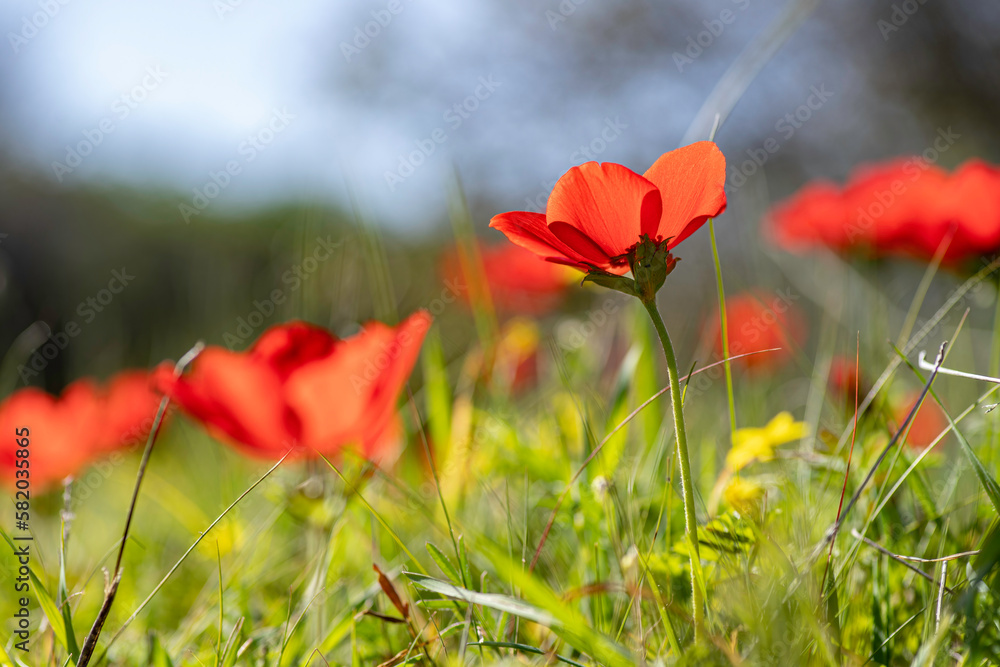 Obraz premium Blooming wild red anemones among green grass and yellow flowers