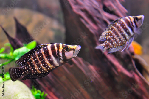 Altolamprologus calvus is a cichlid endemic to the southern shoreline of Lake Tanganyika in eastern Africa.