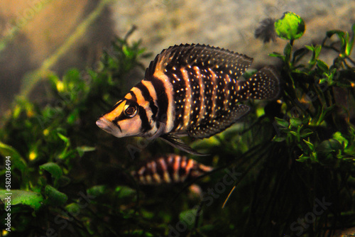 Altolamprologus calvus is a cichlid endemic to the southern shoreline of Lake Tanganyika in eastern Africa.