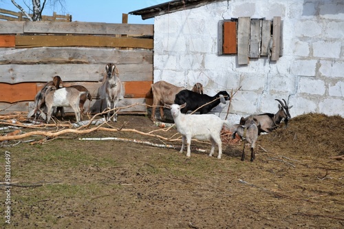 goat on the farm