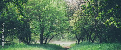 Atmospheric landscape with beautiful lush green foliage. Footpath under trees in park in early morning in mist. Pathway among green grass and leafage in faded tones. Toned green background of nature.