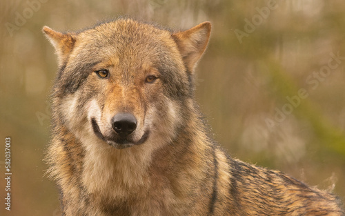 Eurasische Wolf oder Europäischer Grauwolf(Canis lupus lupus) © SBOR-Nature